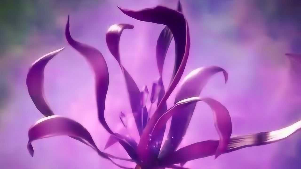 斗罗大陆 :唐三利用幽香绮罗仙品吸引魂兽,找独孤博住的地方