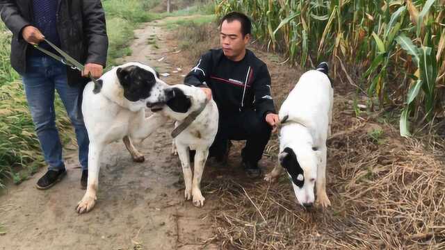 今天和大家分享一下这种犬,它是俄罗斯中亚犬,是一种斗犬