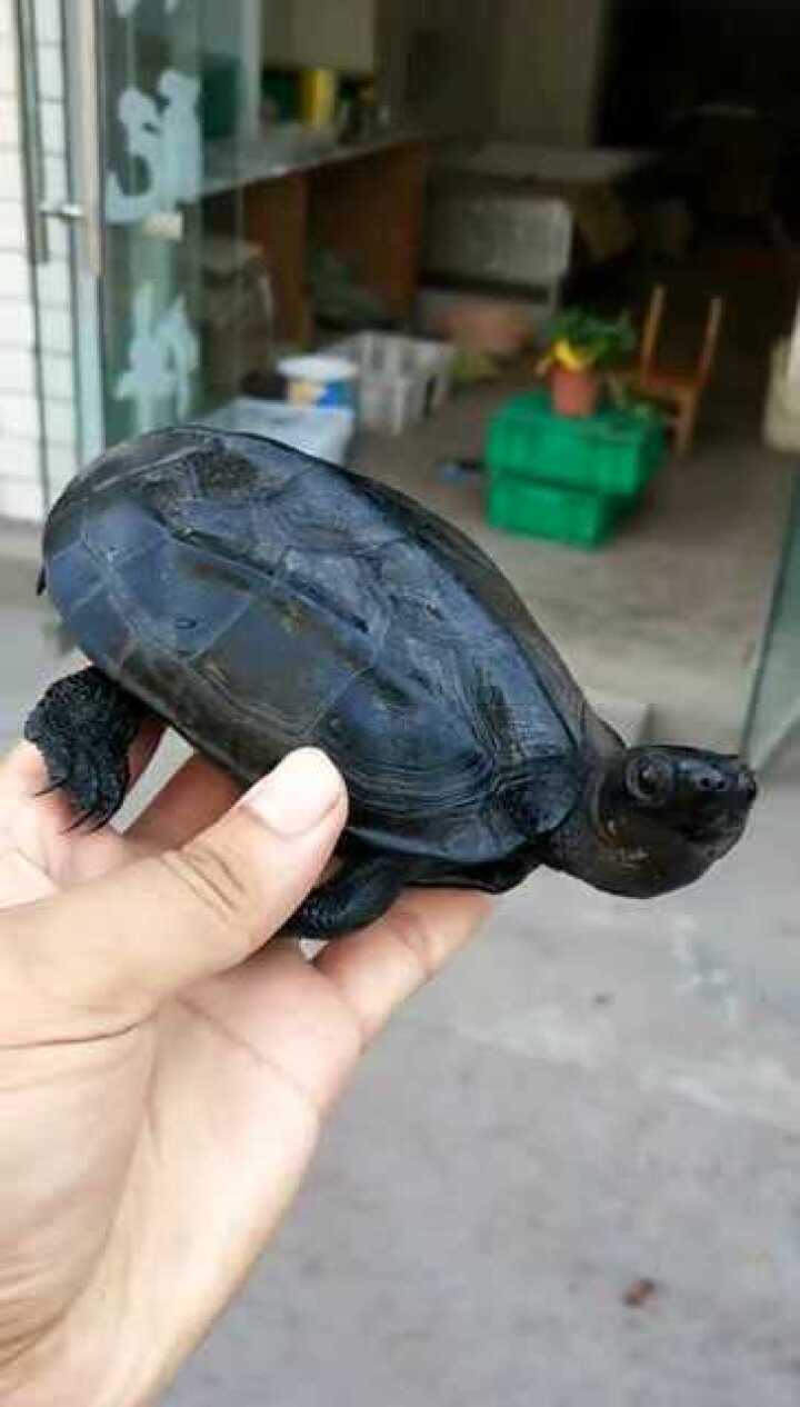 两年养定的碳墨龟,镇宅辟邪的不二之选