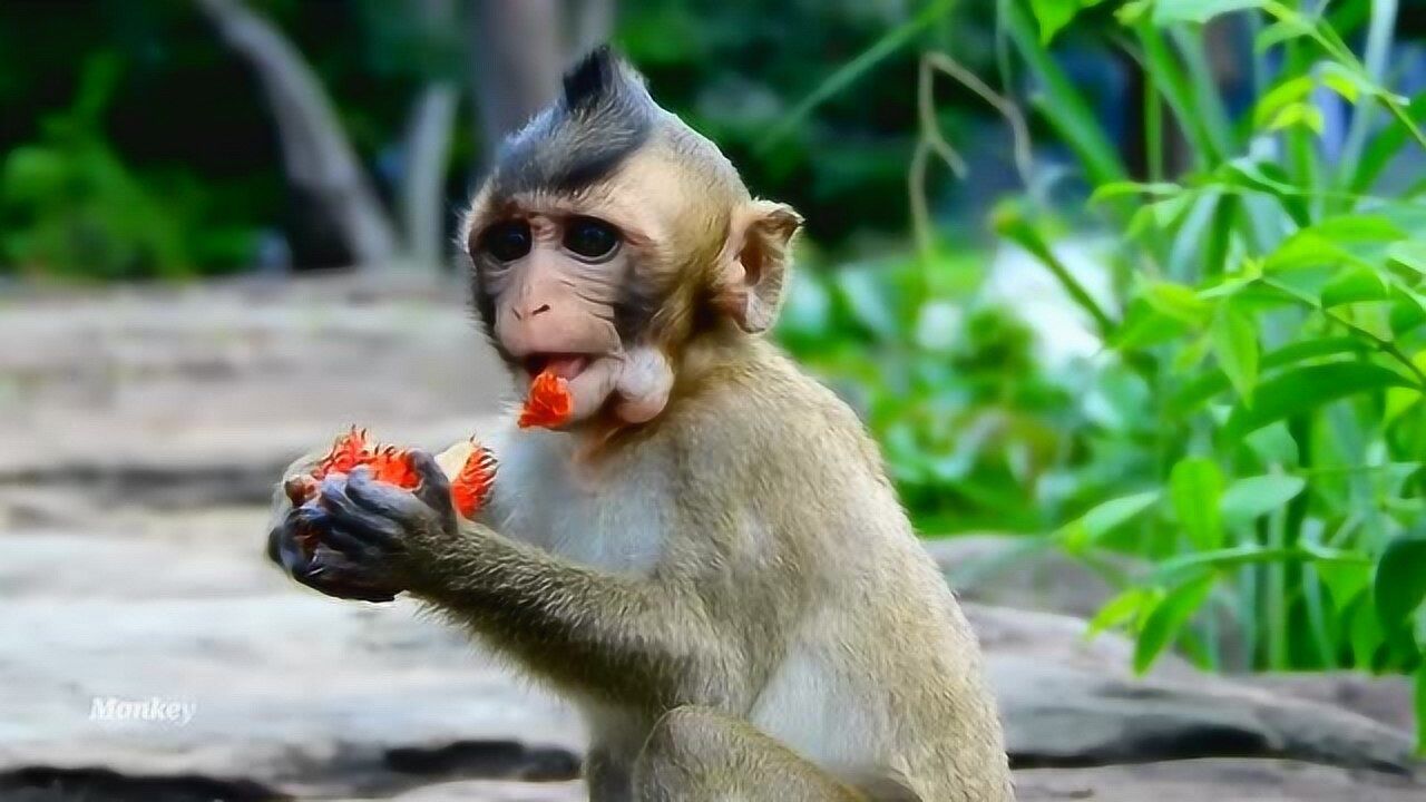 吃水果的动物(吃水果的动物生肖是什么)