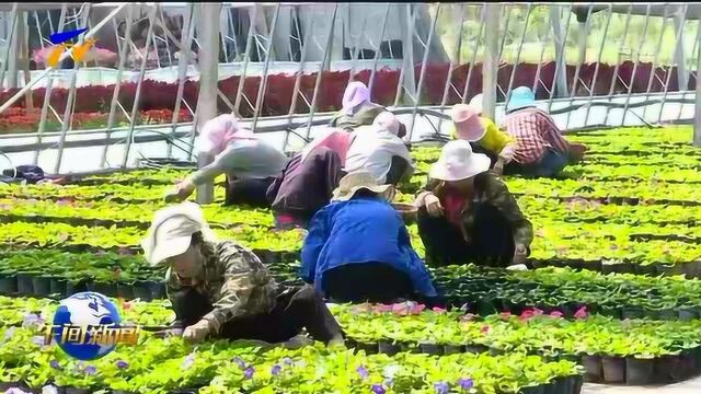 400万盆鲜花将扮靓银川街头