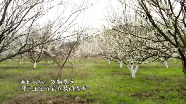 请跟随镜头一起走进永州东安县各地,感受浪漫的春天气息.