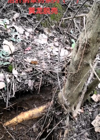 治肝病草药系列(一):黄龙脱壳