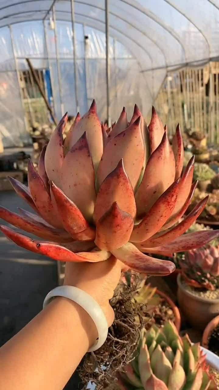 出嫁的一颗弗兰克多肉植物 ,像不像一颗宝莲灯