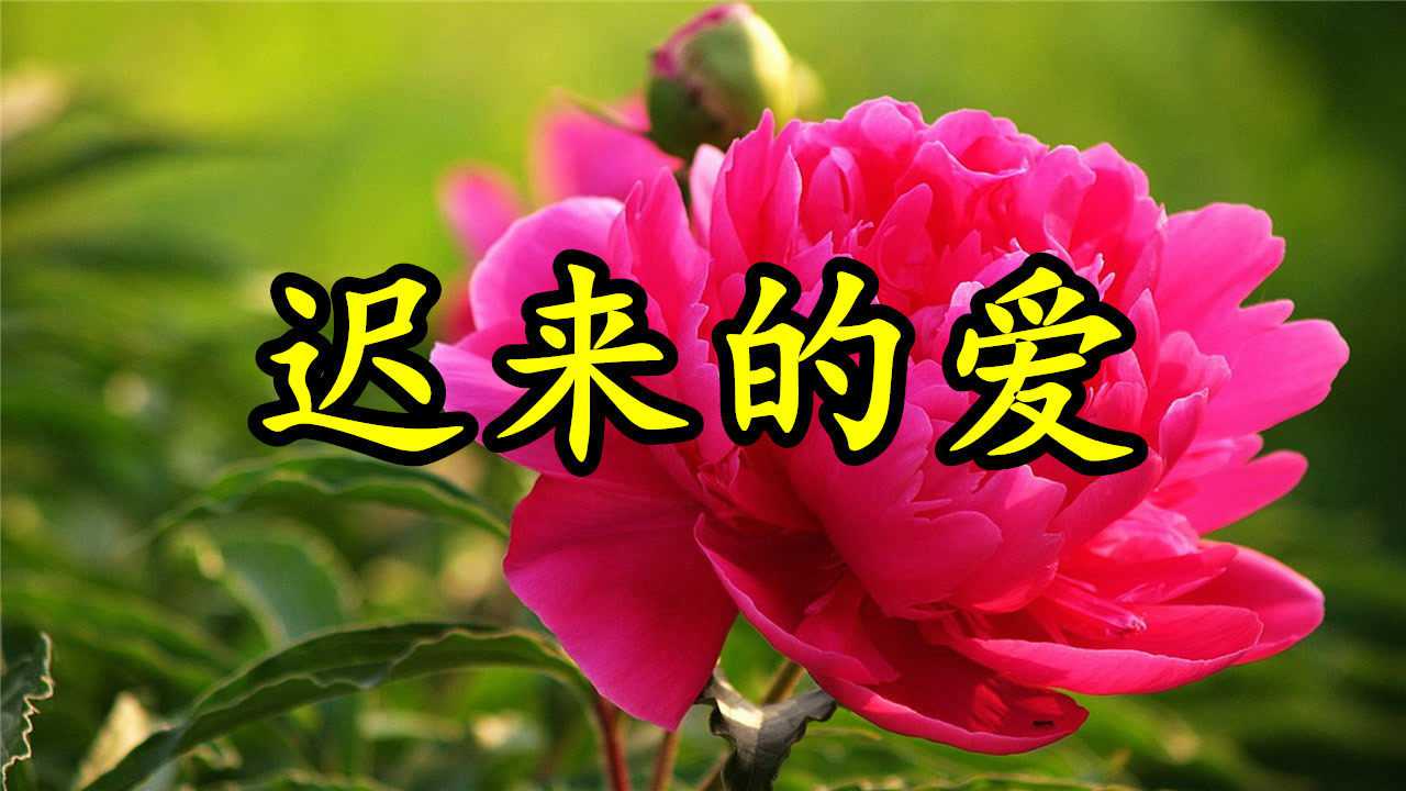 情歌mv迟来的爱虽然我从未向你坦白你应该会明白我的爱