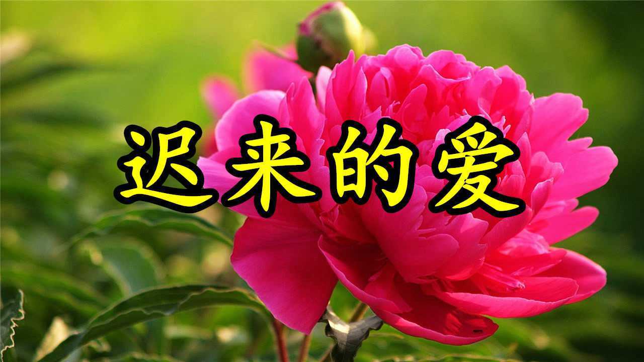 情歌mv迟来的爱虽然我从未向你坦白你应该会明白我的爱