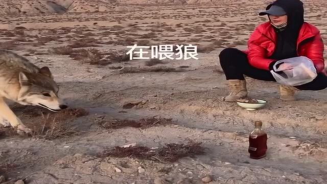 美女在无人区喂狼,胆子真是越来越大,翻脸后的狼可比母老虎厉害