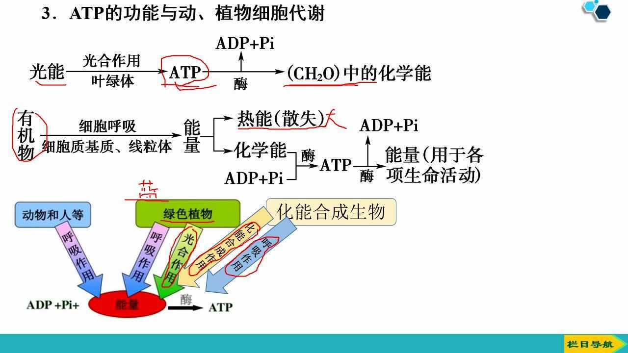 第3单元第1讲酶和ATP考点3ATP的结构和功能_腾讯视频
