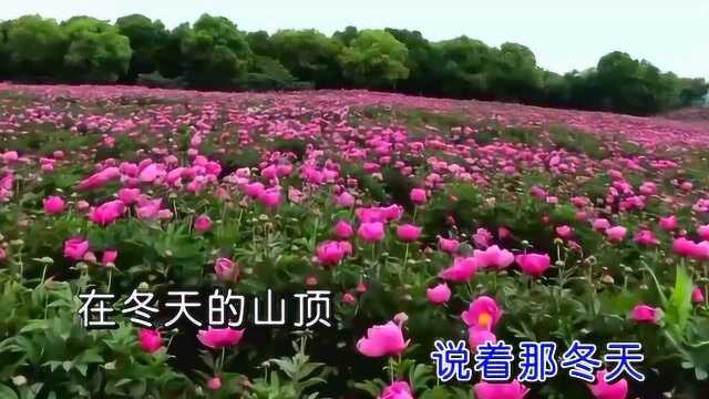 枫舞+若惜《春光美》,万紫千红百花开,无边春色正当时!