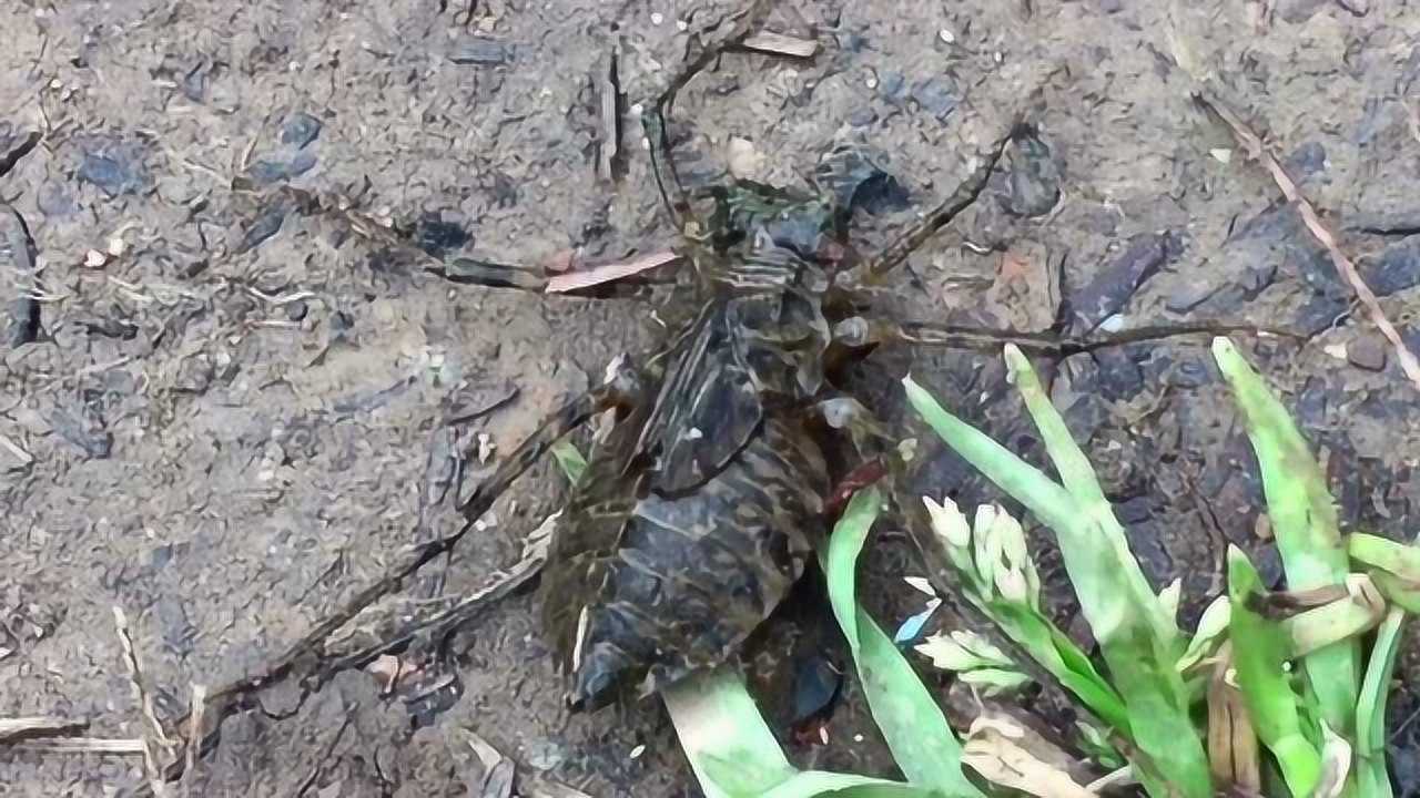 抓到一只六条腿的虫子样子看着像蜘蛛有人知道叫什么吗