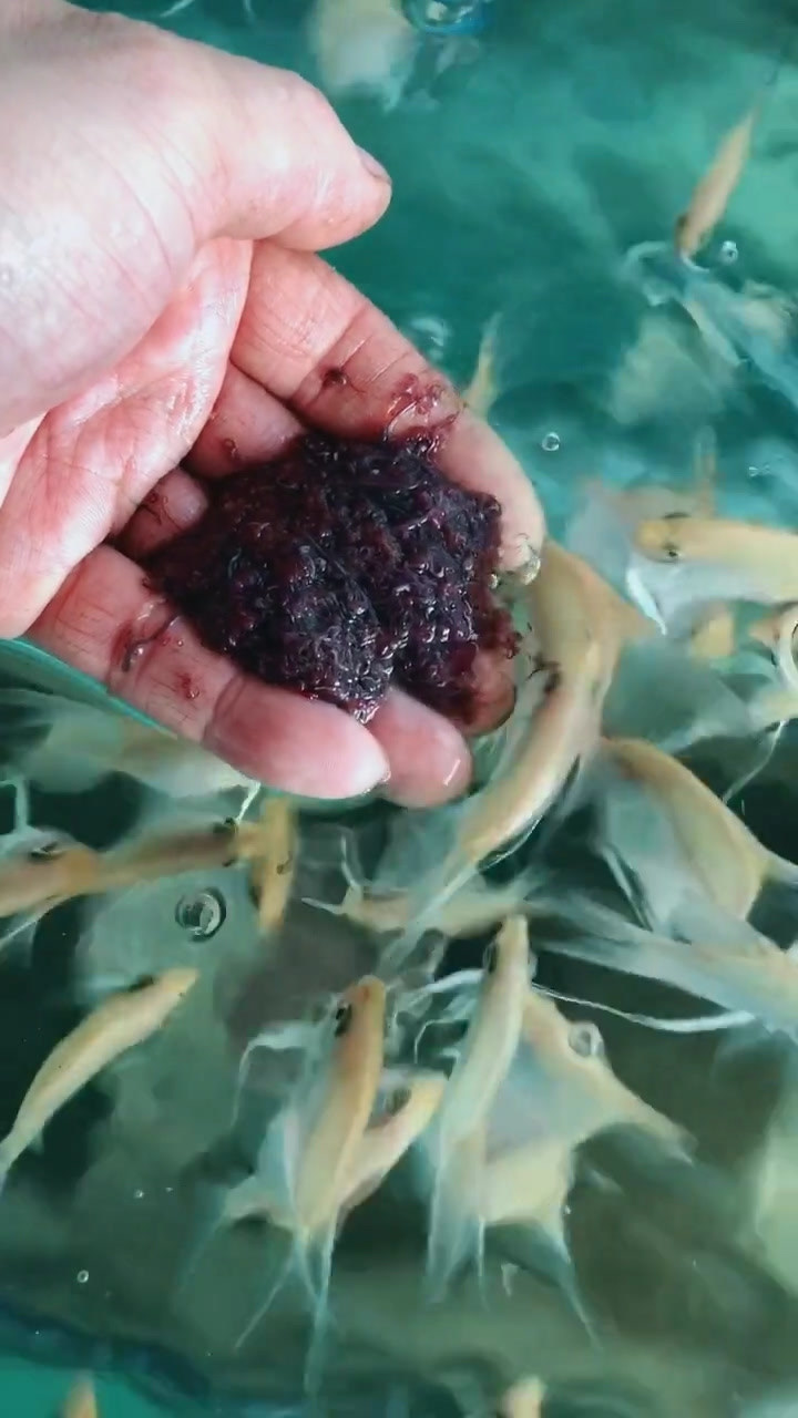 这种鱼最适合懒人养不花费时间精力几天喂一次就好