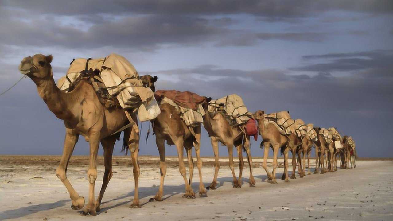 骆驼驮东西的图片图片