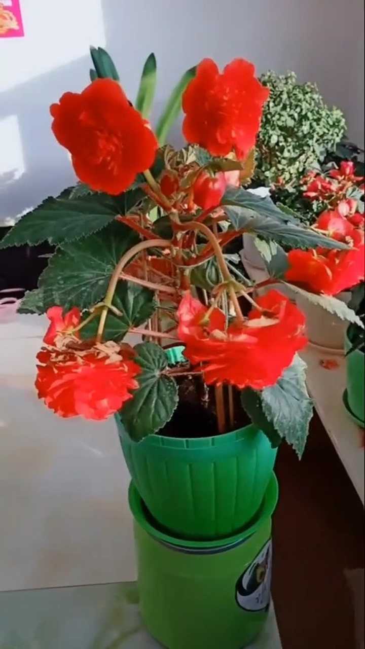 夫妻海棠,开花挺好看的.