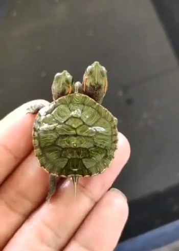 如今的青蛙都双头了,价格是之前的四倍,连只青蛙都买不起了