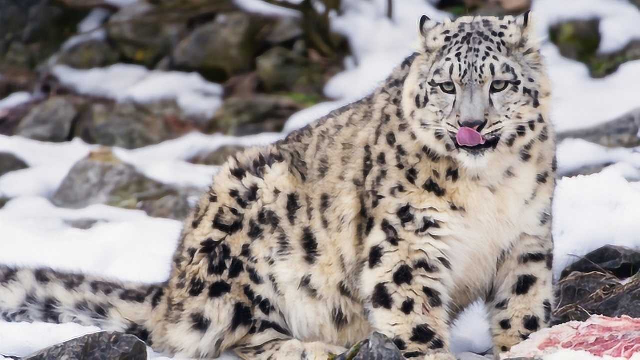 动物世界雪豹欢乐一家亲好温馨