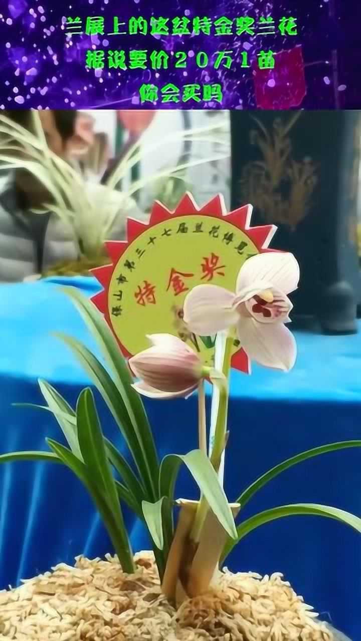 兰展上的这盆特金奖兰花,据说要价20万1苗,你会买吗