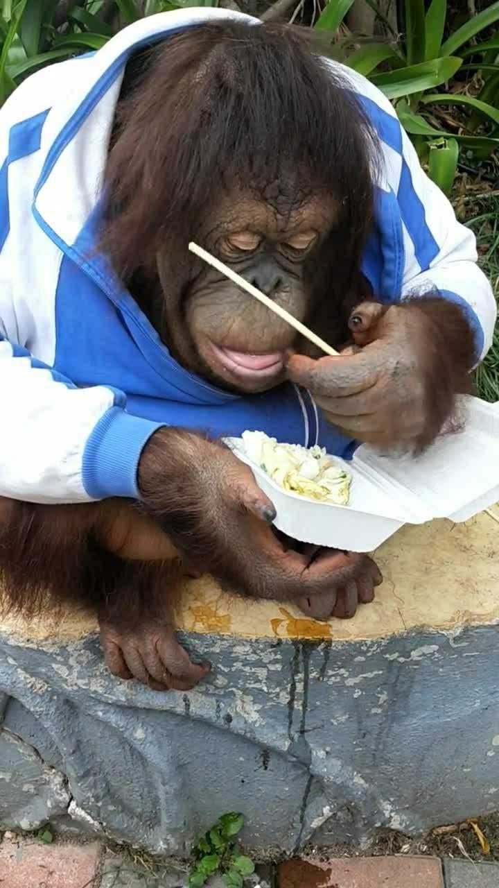 不知道你们有没有见过大猩猩吃盒饭的样子今天带你们看看