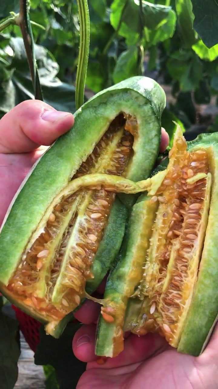 羊角蜜瓜