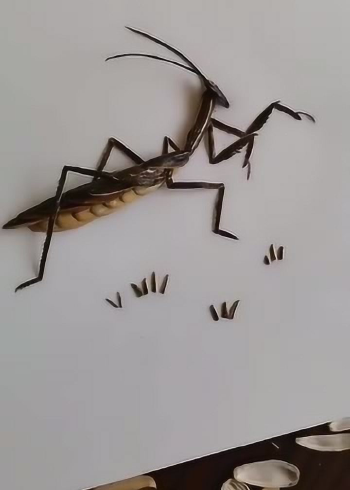 螳螂捕蝉,黄雀在后,瓜子壳手工制作,创意无限啊