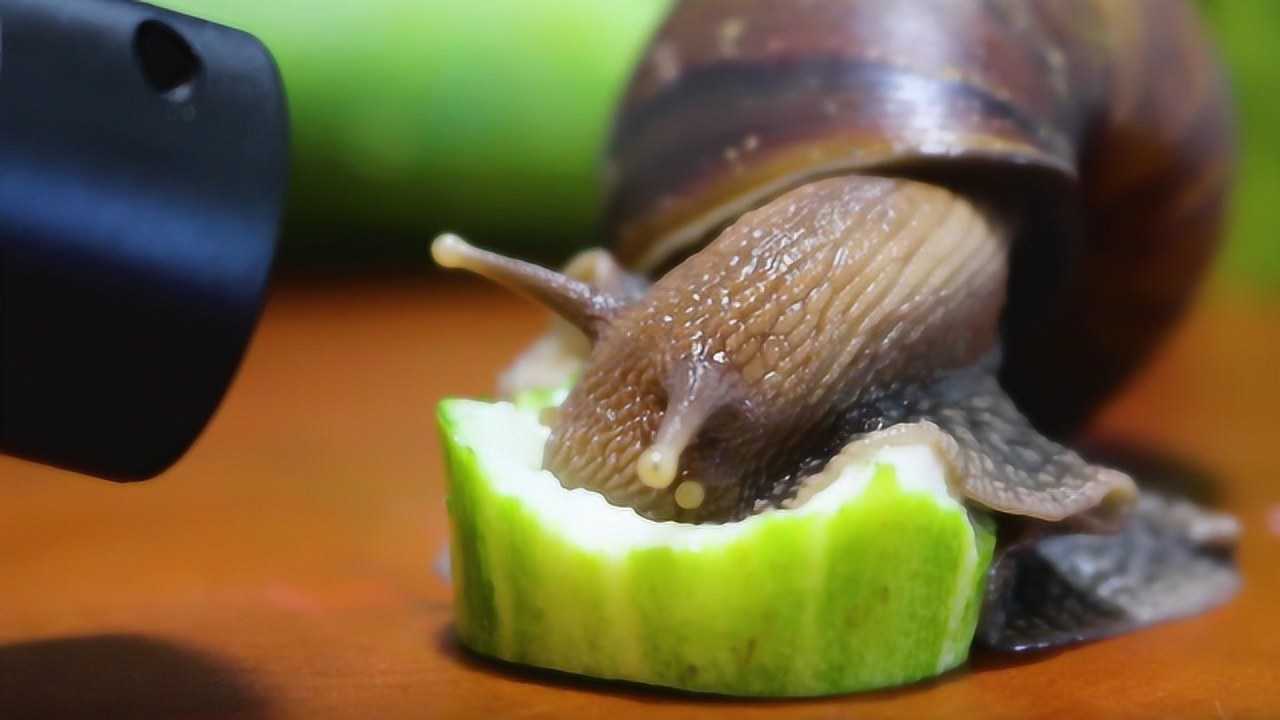 蜗牛是怎样吃东西的?镜头放大100倍,速度简直奇快无比!