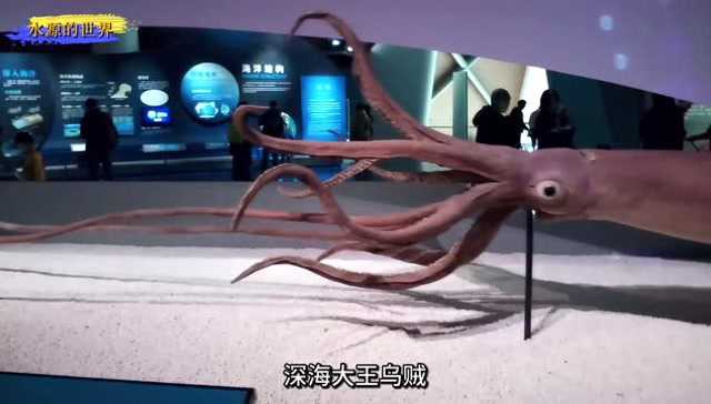 国家海洋博物馆收藏全国最大的深海大王乌贼活体标本镇馆之宝