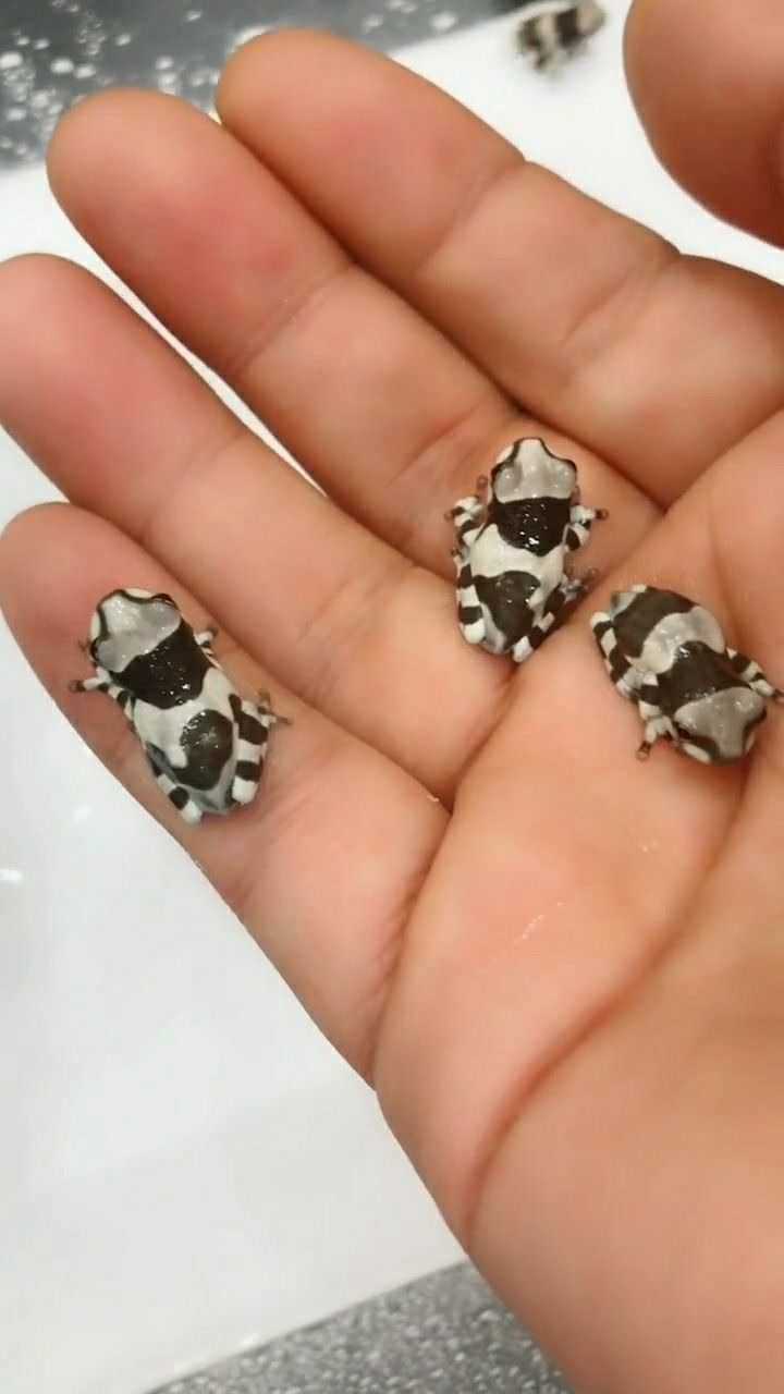 可爱的牛奶树蛙行走的小奶牛非常具有观赏性