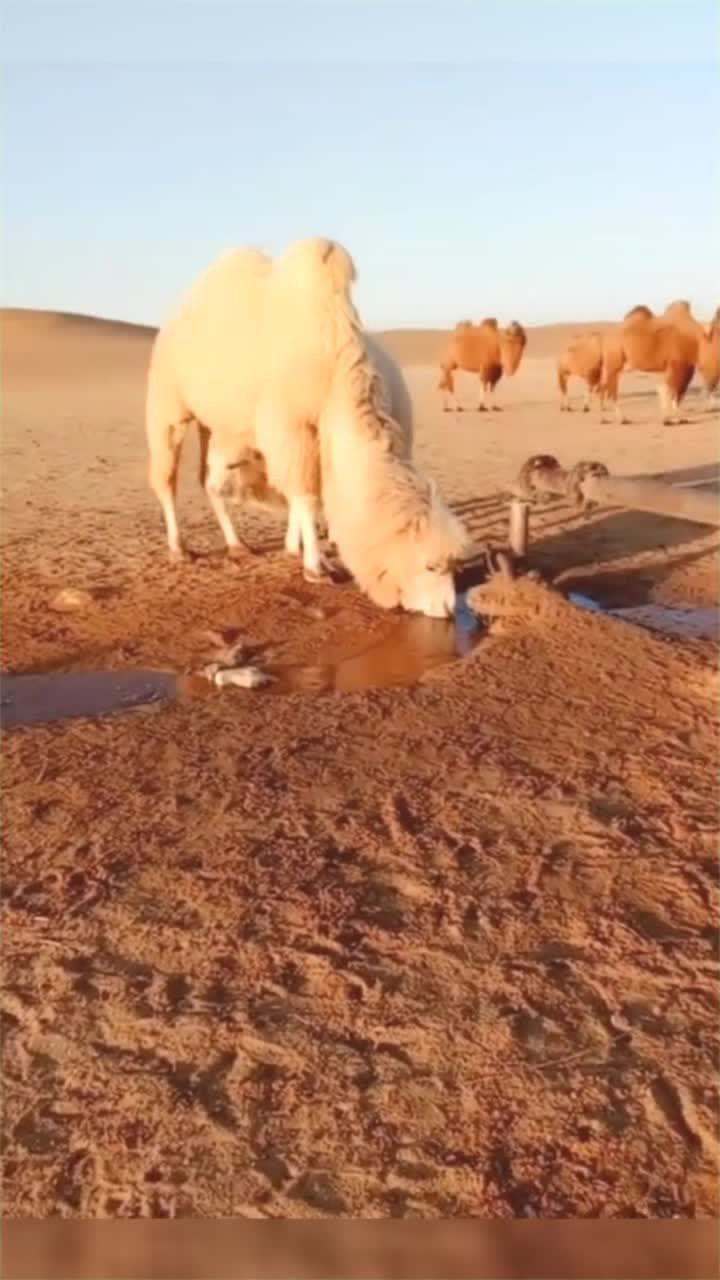 沙漠里的水源这是传说中的白骆驼吗