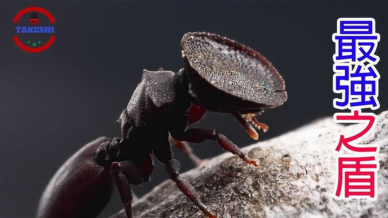 看看头顶带盾牌的蚂蚁和单枪匹马跑蚂蚁窝里吃幼蚁的毛毛虫哪个强