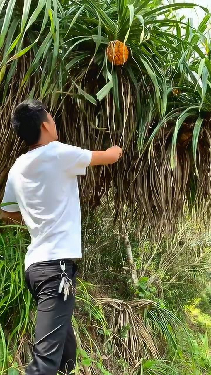 这样的野菠萝你吃过吗?