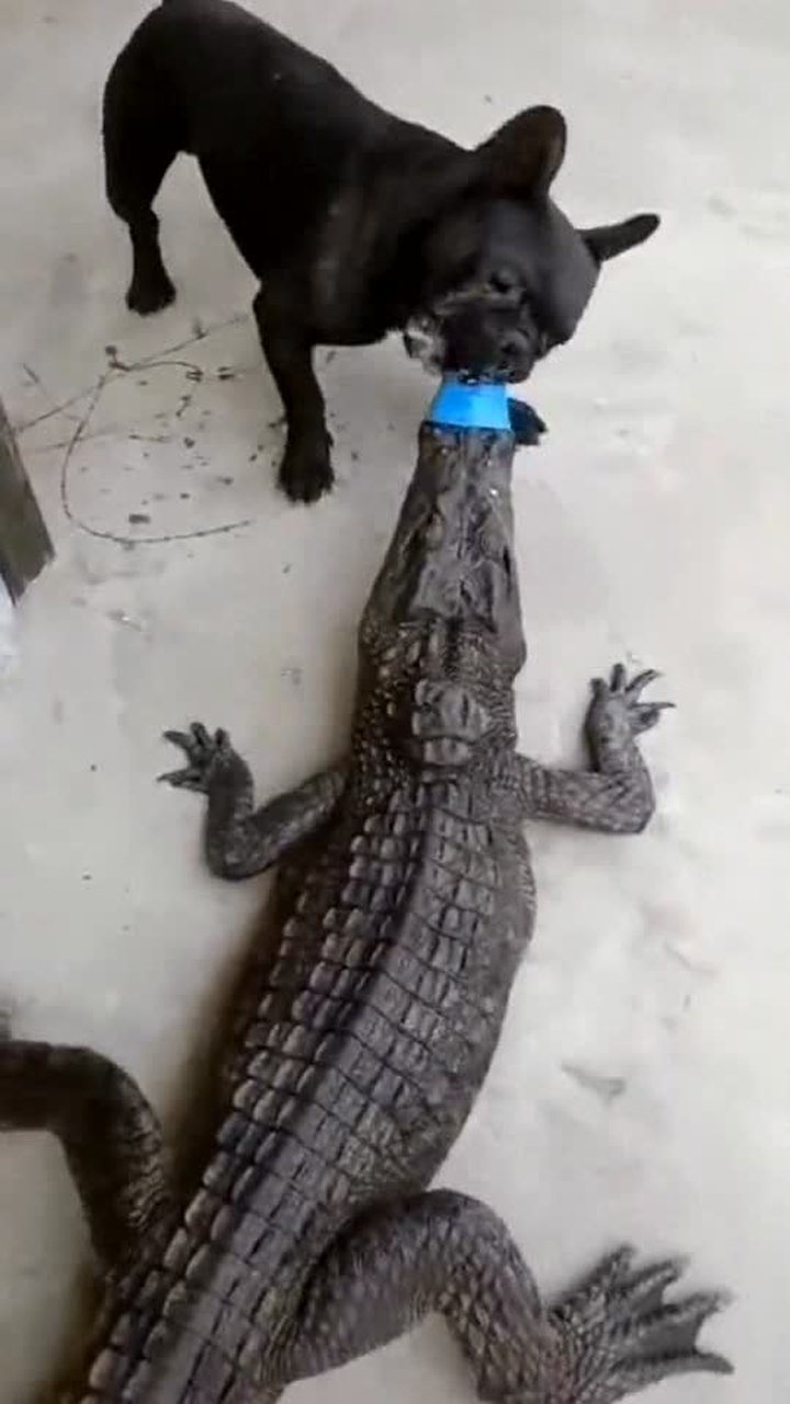 鳄鱼咬住手臂死亡翻滚图片
