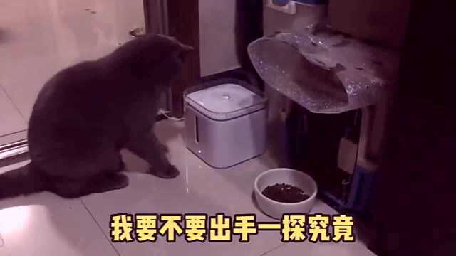 怎样才能知道猫咪是真的怂了?