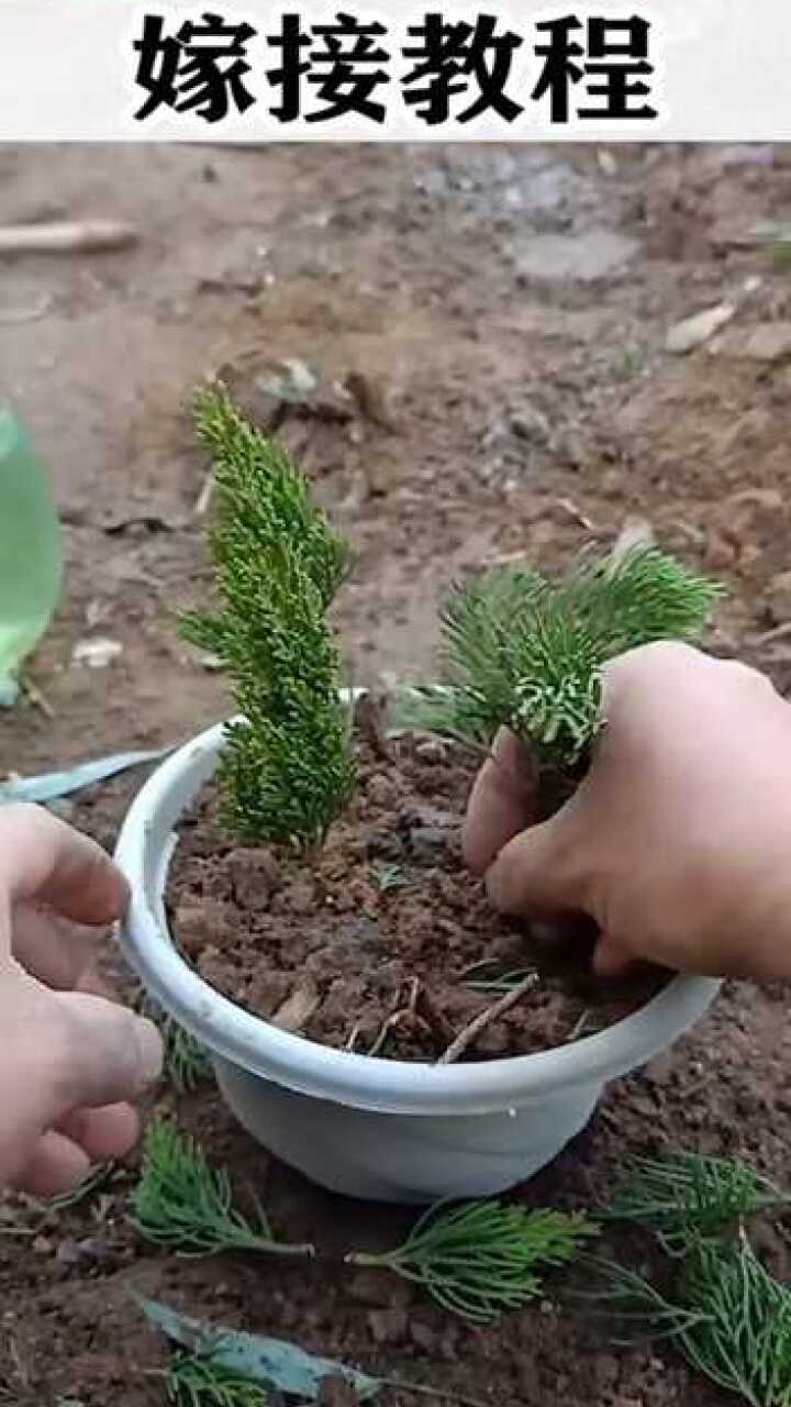 扦插柏树的详细教学视频分享您学会了吗