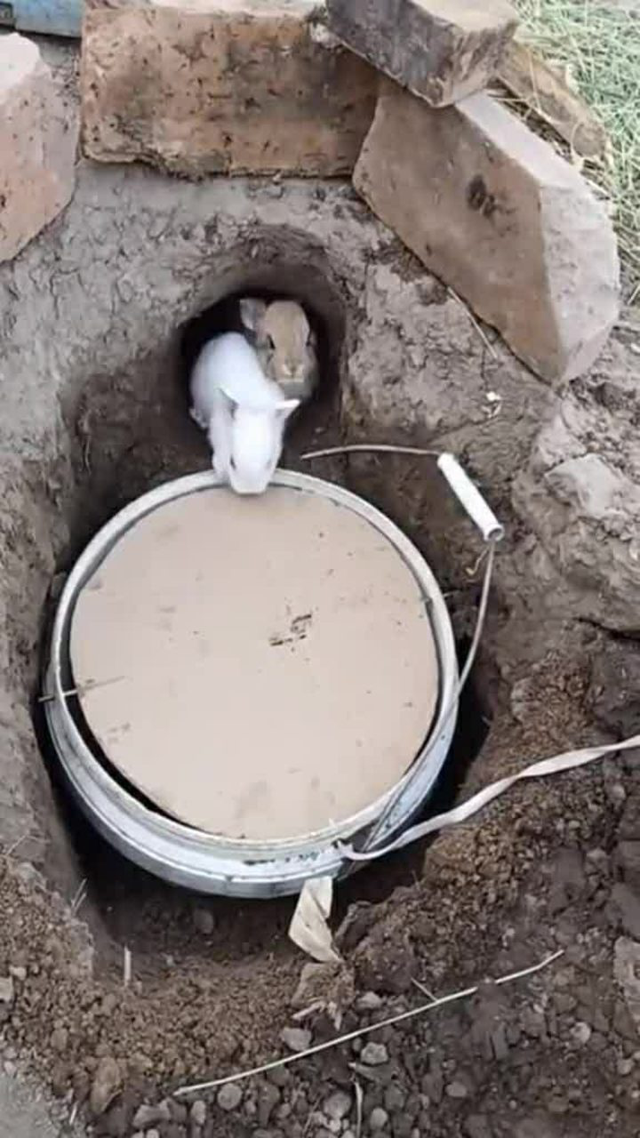 抓兔神器来一只抓一只太给力了