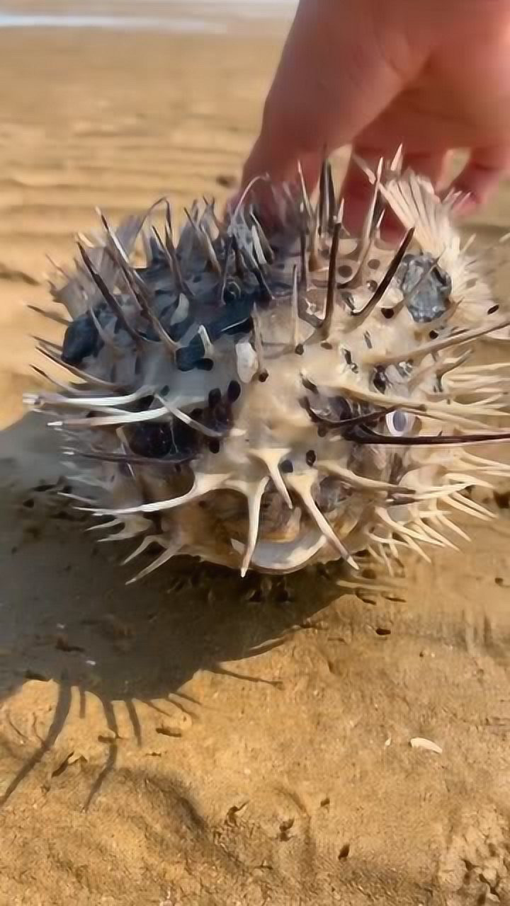 河豚大家都见过带刺的河豚你见过吗