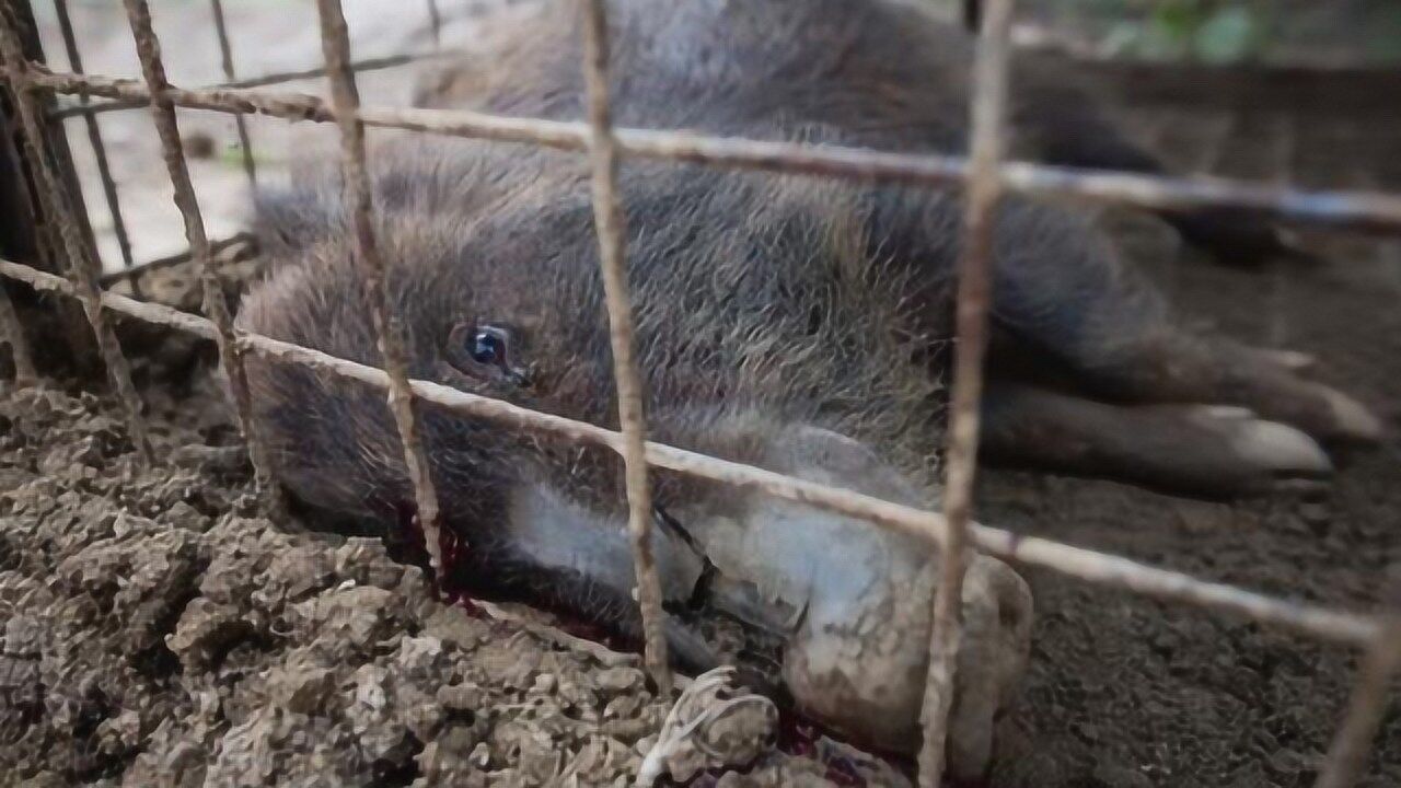 日本变异生物随处可见核辐射有多严重镜头拍下全过程