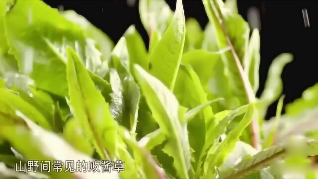 舌尖的上的中国:山里人的食疗秘方的药膳,让人流口水