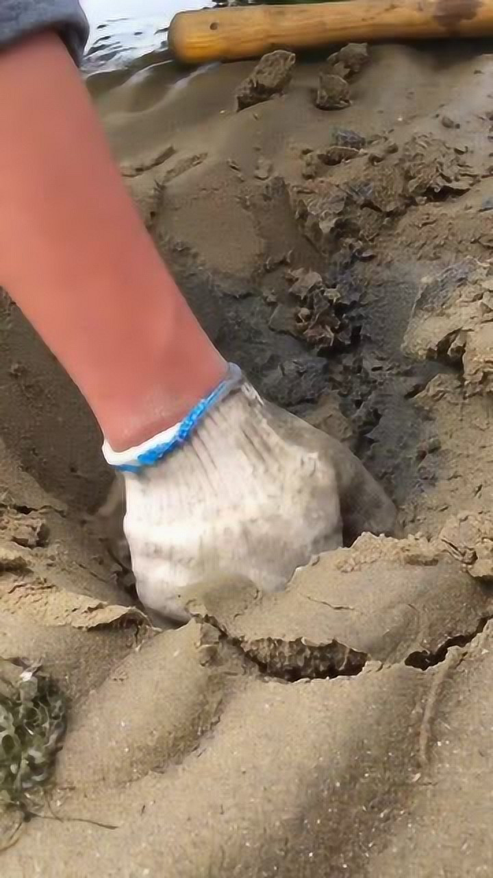 赶海小哥挖海肠,海肠受伤了