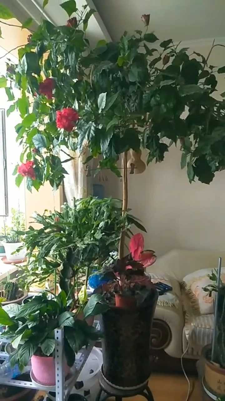 养了8年的桑叶牡丹