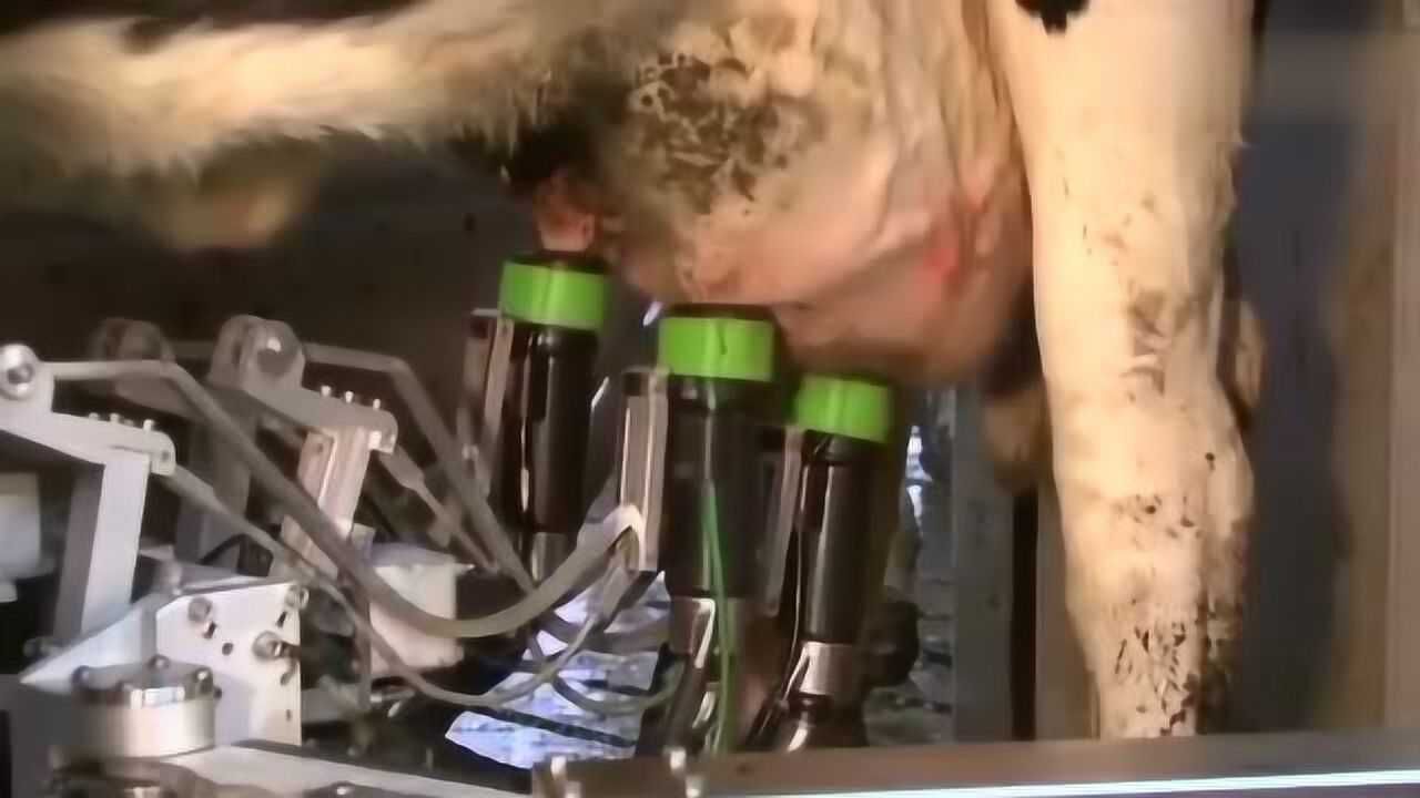 国外奶牛场产奶自动生产线这次终于把挤奶的过程看清楚了_高清