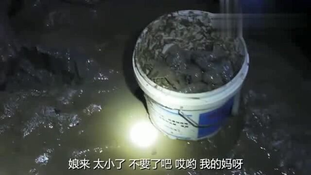 赶海捡皮皮虾爆桶,美女表示也太过瘾了