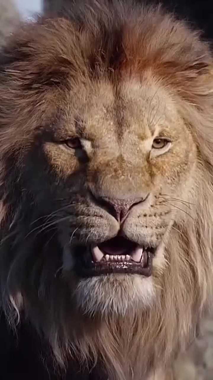 搞笑视频:流浪雄狮
