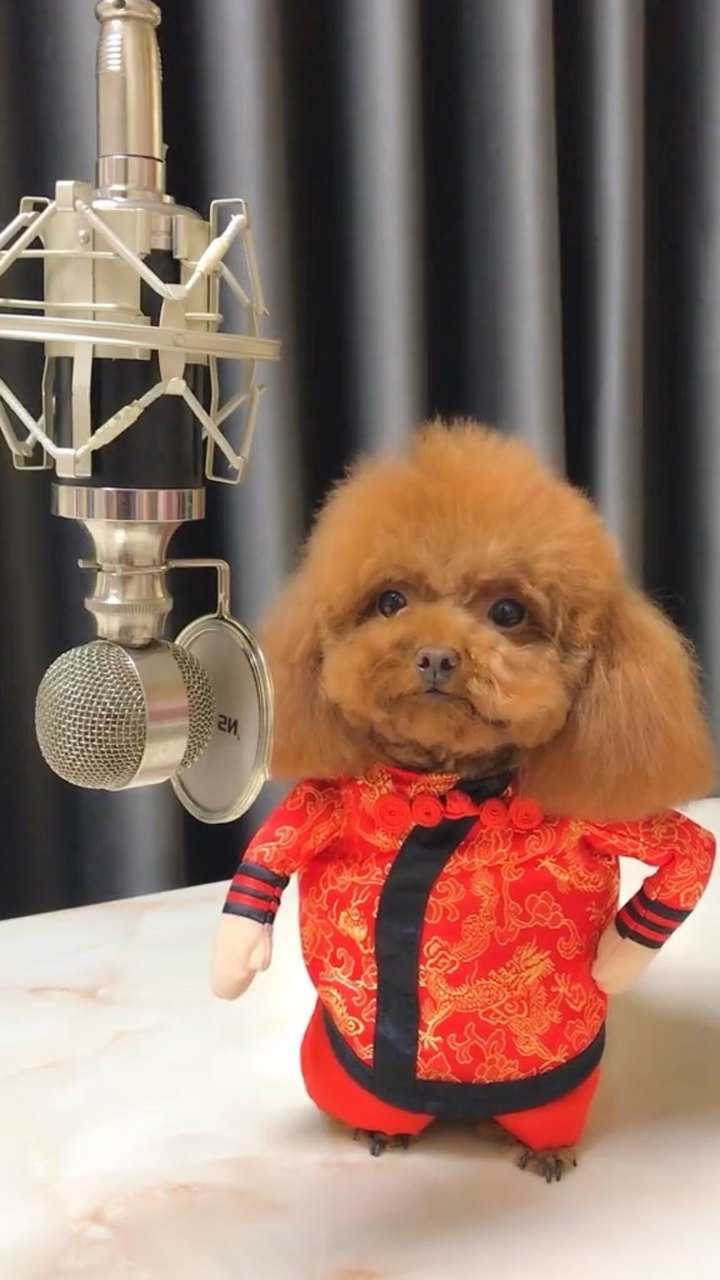 我的小狗狗也太可爱了吧唱歌都这么搞笑