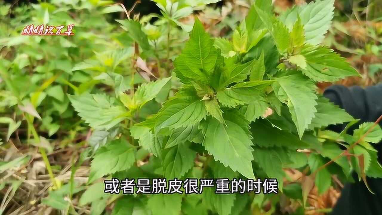 农村有一种植物叫做沙虫叶脚臭脚痒的朋友可以了解一下