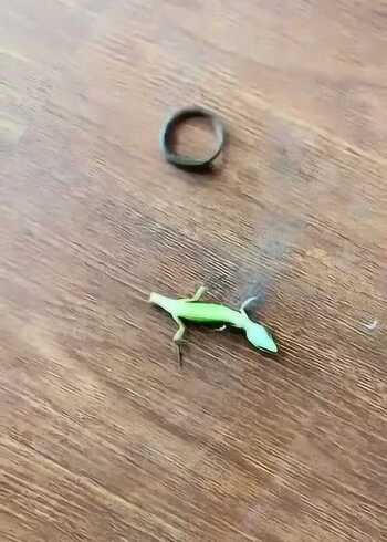 生命力最顽强的小动物壁虎的尾巴断了竟然还能活蹦乱跳