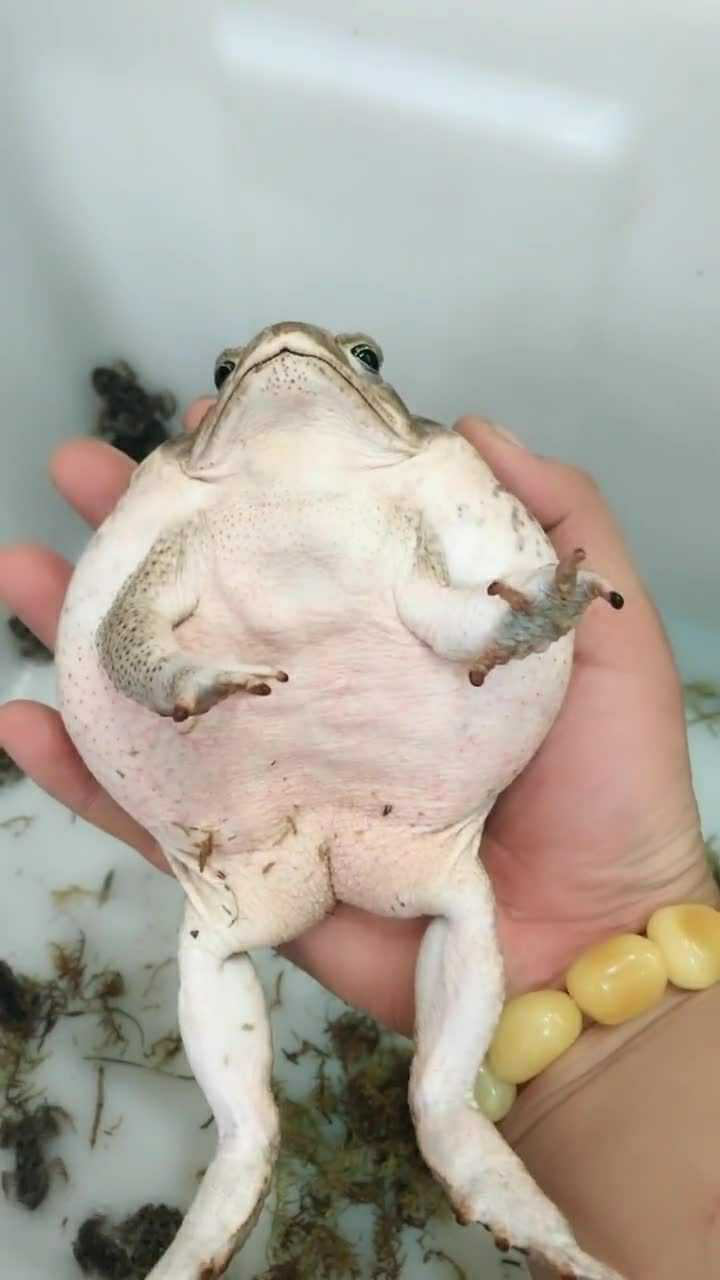 世界上最大的蟾蜍它的幼体没想到就这么小