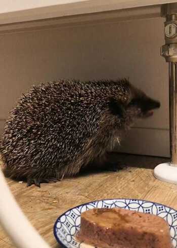 咕咕咕咕地找吃的,刺猬团砸你咋能发出那么多种奇怪的声音呢