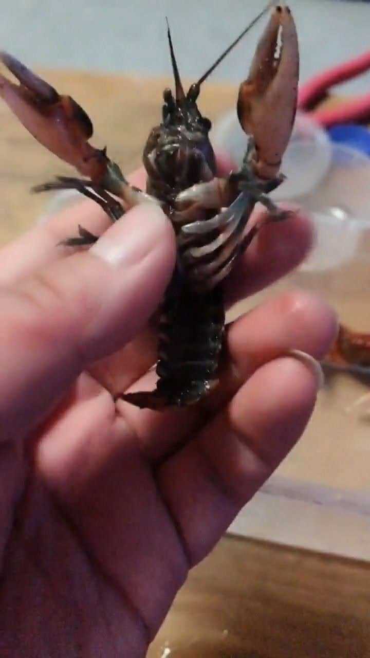 龙虾大战螃蟹,果然是虾兵蟹将,螃蟹还是更胜一筹