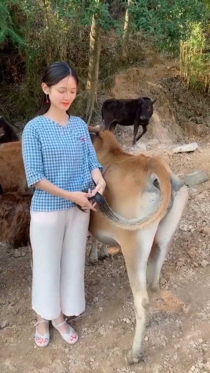 闲来没事,用牛尾编辫子!