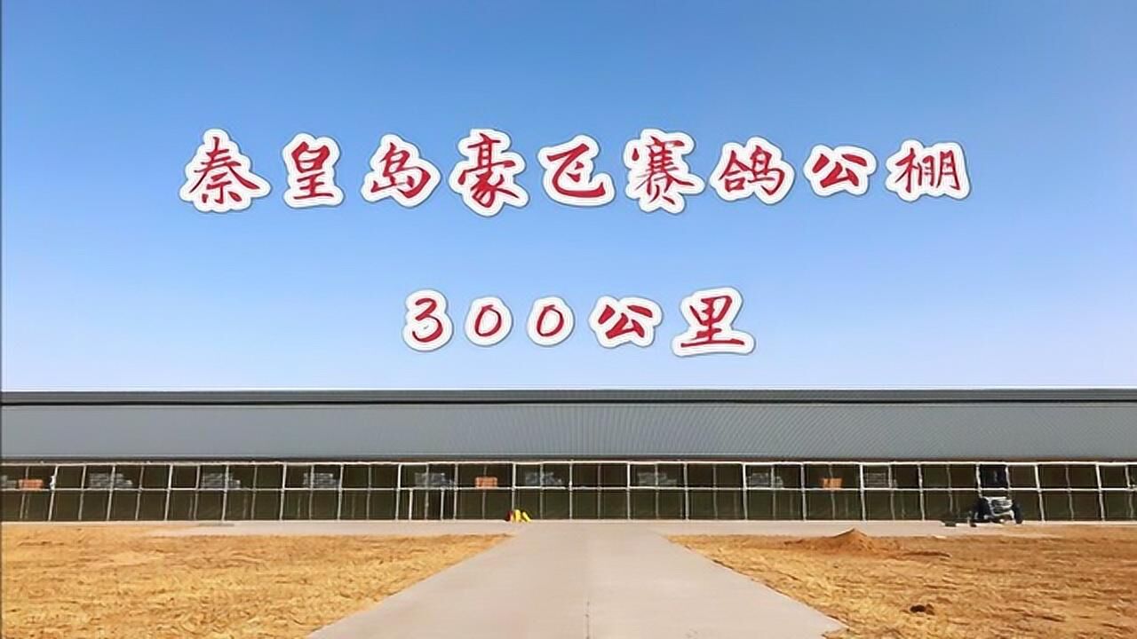秦皇岛豪飞公棚300公里视频集锦