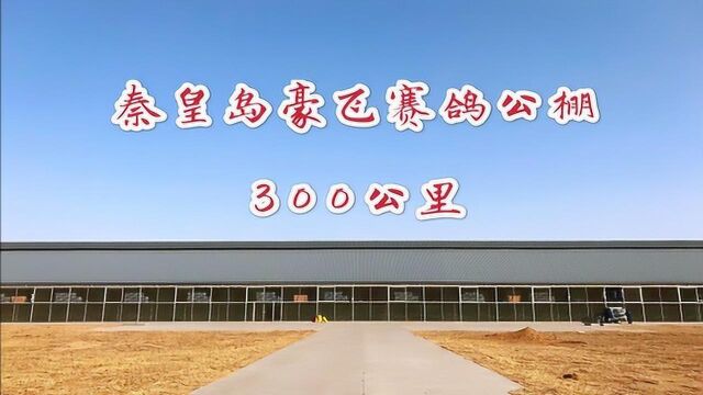 秦皇岛豪飞公棚300公里视频集锦